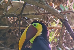 Omvisning i Manuel Antonio nasjonalpark