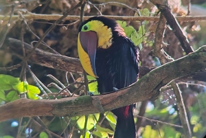 Omvisning i Manuel Antonio nasjonalpark