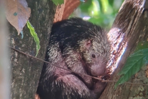 Omvisning i Manuel Antonio nasjonalpark