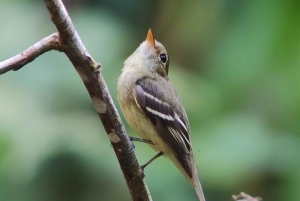 Omvisning i Manuel Antonio nasjonalpark