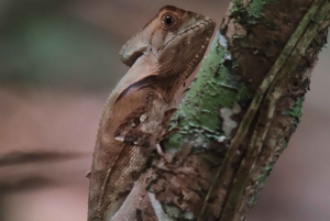 Omvisning i Manuel Antonio nasjonalpark
