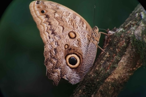 Omvisning i Manuel Antonio nasjonalpark