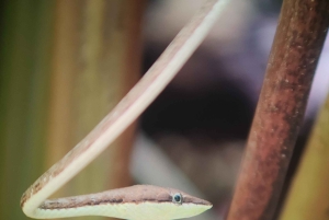 Omvisning i Manuel Antonio nasjonalpark