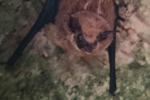 Omvisning i Manuel Antonio nasjonalpark