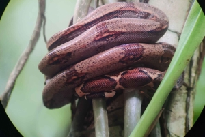 Omvisning i Manuel Antonio nasjonalpark