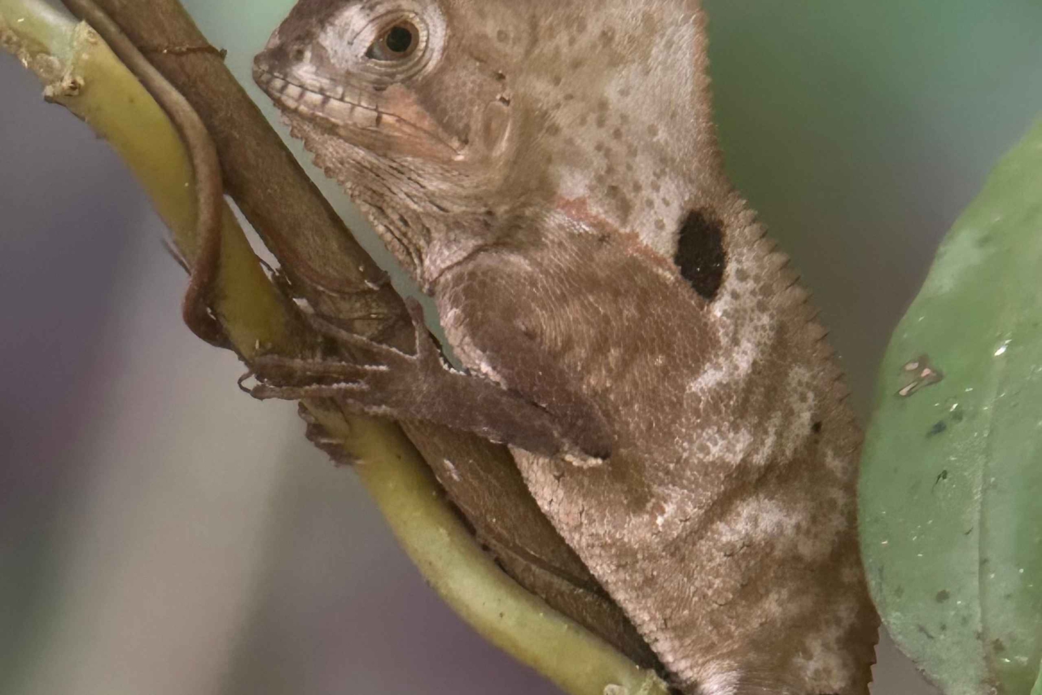 Manuel Antonio Nationalpark: Vandretur med transport inkluderet