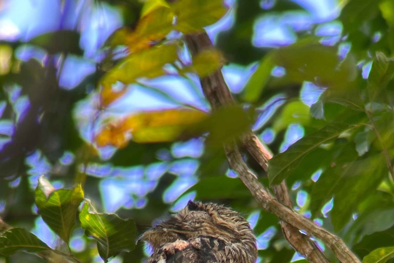 Manuel Antonio Nationalpark: Vandretur med transport inkluderet