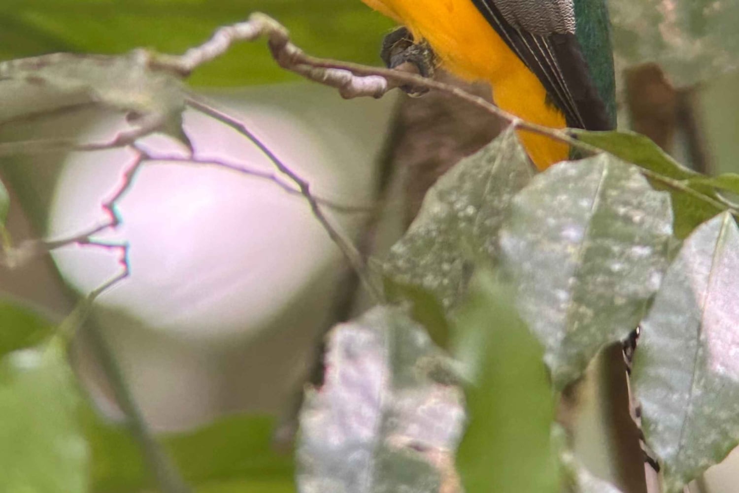 Manuel Antonio Nationalpark: Vandretur med transport inkluderet