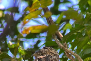 Manuel Antonio Nationalpark: Vandretur med transport inkluderet