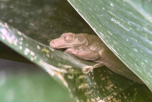Manuel Antonio Nationalpark: Vandretur med transport inkluderet