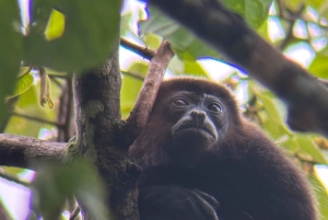 Manuel Antonio Nationalpark: Vandretur med transport inkluderet