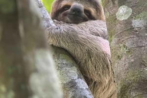 Manuel Antonio National Park: Animal watching hike