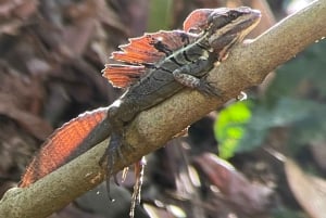 Manuel Antonio National Park: Animal watching hike