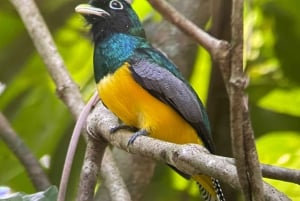 Manuel Antonio National Park: Animal watching hike