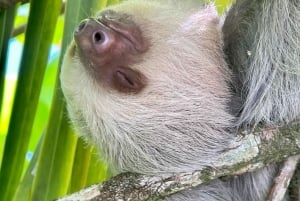 Manuel Antonio National Park: Animal watching hike