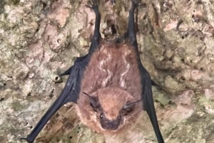 Manuel Antonio National Park: Animal watching hike