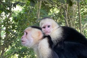 Manuel Antonio National Park: Animal watching hike