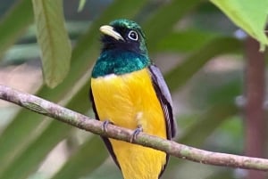 Manuel Antonio National Park: Animal watching hike