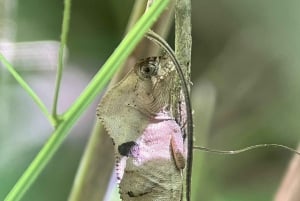 Manuel Antonio National Park: Animal watching hike