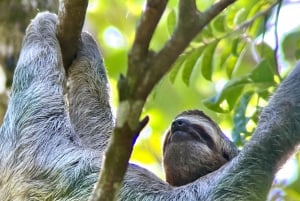 Manuel Antonio National Park: Animal watching hike