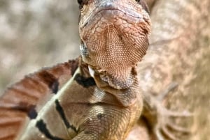 Manuel Antonio National Park: Animal watching hike