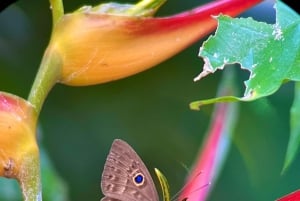 Manuel Antonio National Park: Animal watching hike