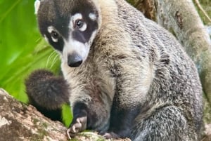 Manuel Antonio National Park: Animal watching hike