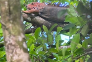 Manuel Antonio National Park: Animal watching hike