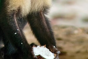 Manuel Antonio National Park: Animal watching hike