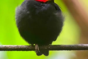 Manuel Antonio National Park: Animal watching hike