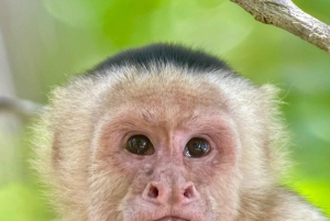 Manuel Antonio National Park: Animal watching hike