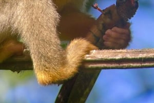 Manuel Antonio National Park: Animal watching hike