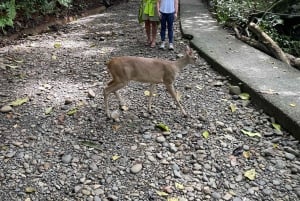 Manuel Antonio National Park: Animal watching hike