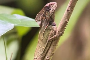 Manuel Antonio National Park: Animal watching hike