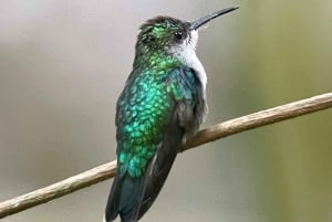 Manuel Antonio National Park: Animal watching hike