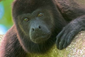 Manuel Antonio National Park: Animal watching hike