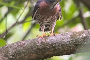 Manuel Antonio National Park: Animal watching hike