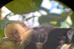 Manuel Antonio National Park: Animal watching hike