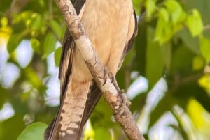 Manuel Antonio National Park: Animal watching hike