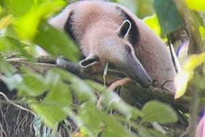 Manuel Antonio National Park: Animal watching hike