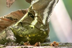 Manuel Antonio National Park: Animal watching hike