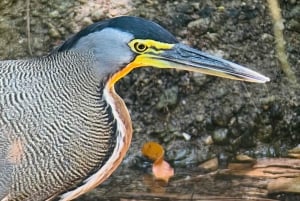 Manuel Antonio National Park: Animal watching hike