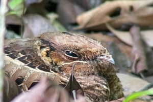 Manuel Antonio National Park: Animal watching hike