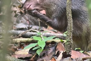 Manuel Antonio National Park: Animal watching hike