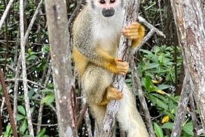 Manuel Antonio National Park: Animal watching hike