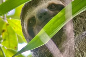 Manuel Antonio National Park: Animal watching hike