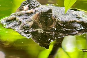 Manuel Antonio National Park: Animal watching hike