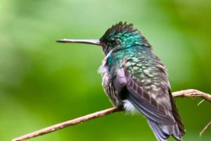 Manuel Antonio National Park: Animal watching hike