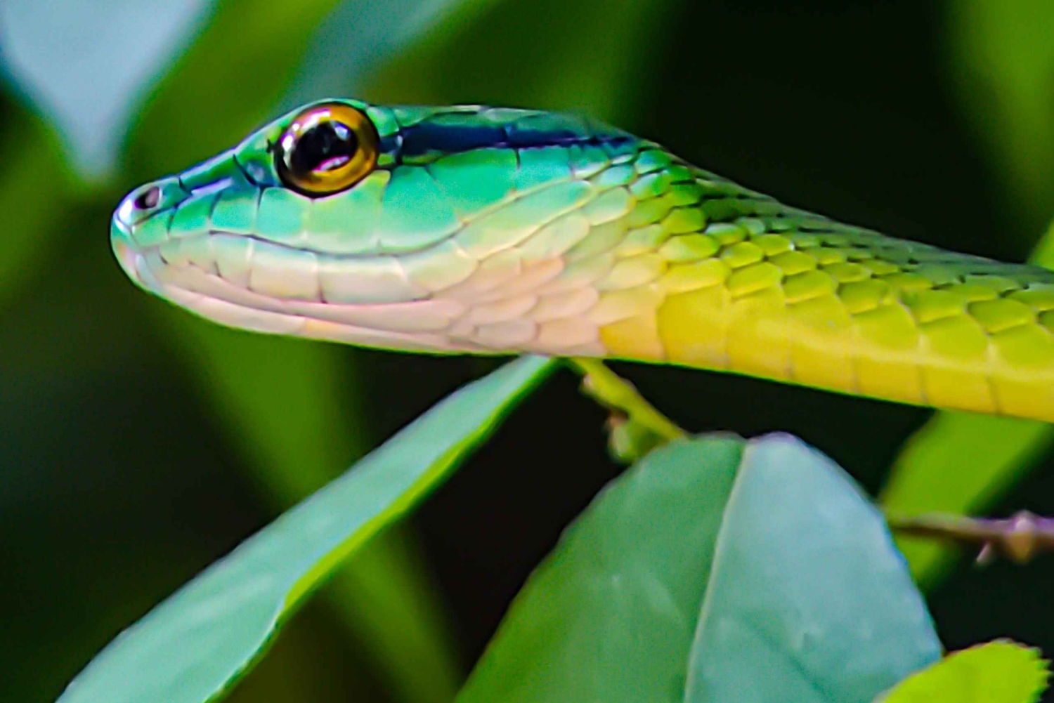 マヌエル アントニオ国立公園: プライベート自然体験