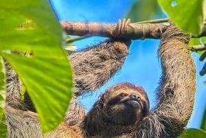 Manuel Antonio nationalpark: Privat naturupplevelse